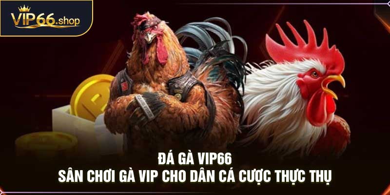 Đá Gà VIP66